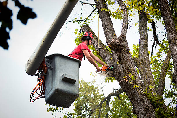 How Our Tree Care Process Works  in Greenfield, OH